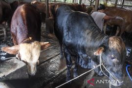 Kebutuhan hewan kurban Idul Adha 2026