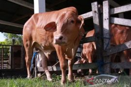 Pemkot Palangka Raya mulai periksa kesehatan hewan kurban