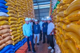 Bulog Kolaka: Stok 19.809 ton beras aman hingga dua tahun ke depan