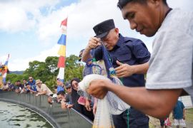 Pemprov Malut panen 1,5 ton udang vaname untuk genjot PAD