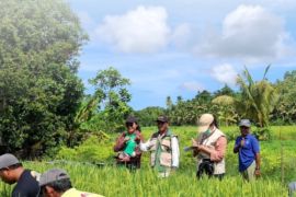 BBRMP Maluku gandeng petani dan penyuluh kawal mutu benih padi di SBB