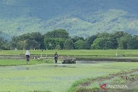 Garut target cetak 100 hektare lahan sawah baru pada 2026