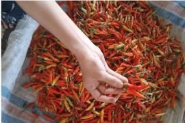Harga cabai di Mataram turun jadi Rp72.000 per kilogram