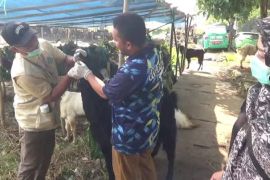 DKP Kota Tangerang distribusikan obat jaga kesehatan hewan kurban