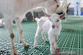 China sukses kloning massal kambing perah produktivitas super tinggi