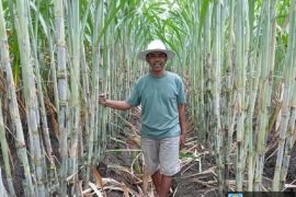 Petani sambut positif varietas unggul tebu NX dan Panjalu