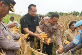 Polda Papua Tengah panen jagung dukung ketahanan pangan