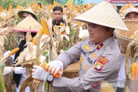 Panen jagung di Cisauk, Polda Metro Jaya dukung ketahanan pangan