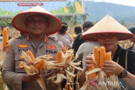 Kapolres Tapsel ikuti Panen Raya Jagung di Batang Angkola