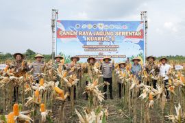 Pemprov Jateng sebut produksi padi capai 4,16 juta ton GKG