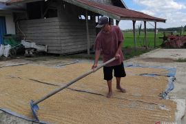 Kehadiran Bulog menguatkan optimisme petani turun ke sawah