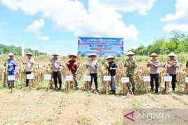 Polda Kalsel estimasi panen jagung 100 ton dari 25 hektare lahan ketahanan pangan