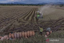 Panen padi terdampak banjir di Kendari