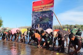 Satgas TMMD dan warga Kekwa tanam ribuan bibit mangrove