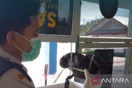 BKHIT Maluku awasi pengiriman 540 kepiting bakau tujuan Jakarta
