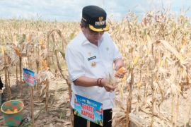 Bupati Kapuas apresiasi panen raya jagung serentak kuartal II di Sei Asam