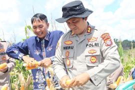 Polres Gumas panen 12 ton jagung dari dua lokasi