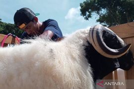 Harga domba seni lokal Temanggung capai Rp1 miliar
