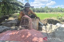 Menumbuhkan Bulir Padi Menjaga Masa Depan Pangan Negeri