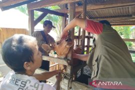 Pemkot Bengkulu perketat pengawasan hewan ternak jelang Idul Adha
