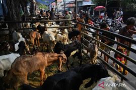 Gubernur DKI: Harga stabil picu daerah lain beli hewan kurban di Jakarta