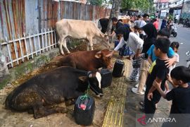 Ini tips memilih hewan kurban sehat dan sesuai syariat Islam