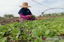 Ringankan biaya, Pemkab Pamekasan bantu petani tembakau pupuk non-subsidi