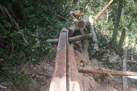 Tebang 23 pohon di kawasan konservasi, dua warga Kolaka jadi tersangka