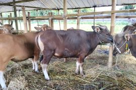 Pemkot Mataram mendapat sapi kurban dari Presiden Prabowo