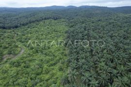 Alif fungsi hutan produksi konversi di Jambi