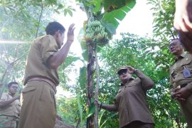 Pemkab Gunungkidul akan kembangkan pohon pisang empat tandan