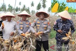 Hasilkan 6 ton, Polres Tanjungbalai panen raya jagung dukung Asta Cita Presiden