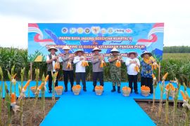 Bulog Sumut tingkatkan serap  jagung pipil binaan Polda