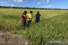 Bermalam di lumbung harapan demi menjaga senyum petani
