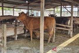 Pemprov Papua pastikan hewan kurban sehat dan layak konsumsi