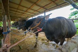 Kisah sukses peternakan sapi komunal Desa Sumber Rejeki