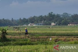 Sumedang siapkan irigasi tersier di 75 titik antisipasi El Nino