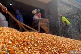 Spektrum - Meraup untung dari jagung yang tumbuh di lahan tadah hujan bumi Garut