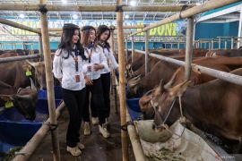 Pemkot Medan catat kebutuhan hewan kurban mencapai 10.586 ekor