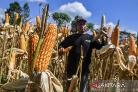 Target serapan satu juta ton jagung