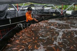 RI promotes tilapia as rising export commodity amid global demand