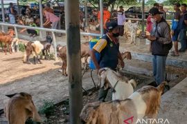 DKPP Madiun siapkan tim pemeriksa kesehatan hewan kurban