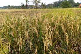 Bupati Mahulu yakini cetak sawah 141 ha rampung pada 2026