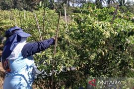 Harga cabai rawit petani Temanggung naik jadi Rp65.000 per kg dampak cuaca