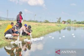 Polda Metro tebar 300 ribu bibit udang untuk program MBG di Bekasi