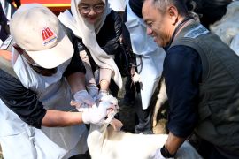 Petugas di Banyuwangi mulai periksa kesehatan hewan kurban