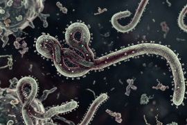 Kemenkes : Belum ditemukan kasus Ebola di RI