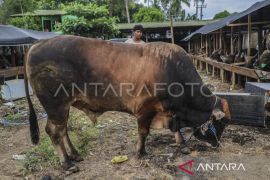 Presiden beli sapi Limousin Cross 859 kilogram untuk kurban di Ternate