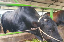 Pangkalpinang terima sapi kurban Presiden seberat 869 kilogram