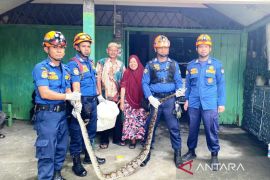 BPBD Aceh Barat evakuasi ular piton dari kandang ayam di rumah warga